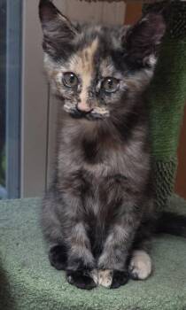 Tortoiseshell and Domestic Medium Hair Cats Available for Adoption - Myrtle | PetCurious