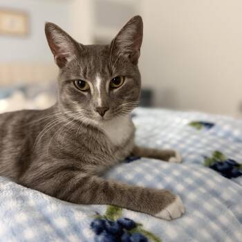 Smokey -  Domestic Short Hair Cat for Adoption in Jupiter, Florida - Smokey | PetCurious