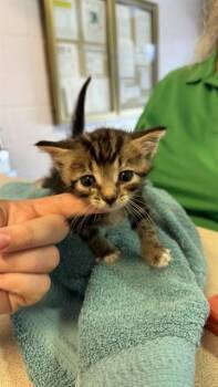 LEGEND -  Domestic Short Hair Cat for Adoption in Jacksonville, Florida - LEGEND | PetCurious