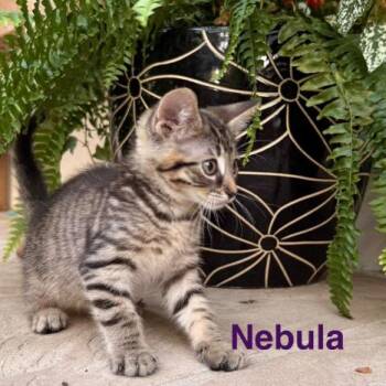 Nebula -  Domestic Short Hair Cat Available for Adoption in NEW PT RICHEY, Florida - Nebula | PetCurious