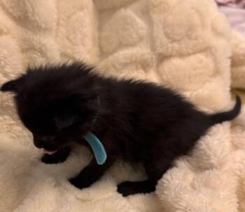 Domestic Short Hair Cats Available for Adoption in Fruit Heights, Utah - Rachel | PetCurious