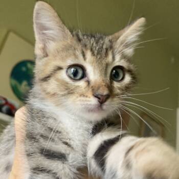 Rescue Domestic Short Hair Cats for Adoption in Richmond, California - JENGA | PetCurious