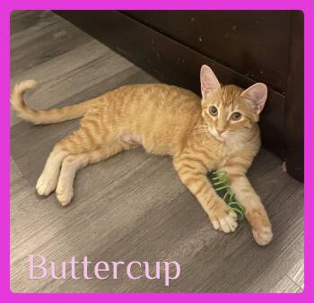 BUTTERCUP -  Tabby Cat for Adoption in Lawton, Oklahoma - BUTTERCUP | PetCurious