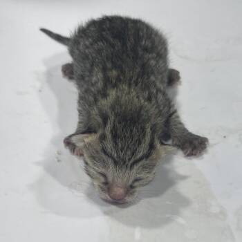 Domestic Short Hair Cats Available for Adoption in Tampa, Florida - Marsha | PetCurious