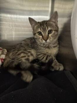 SYDNEY -  Domestic Short Hair Cat for Adoption in Fremont, California - SYDNEY | PetCurious
