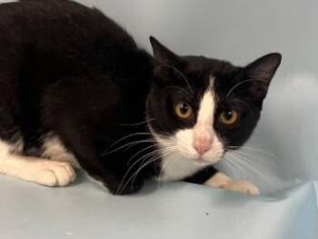 Jumanji -  Domestic Short Hair Cat for Adoption in Golden Valley, Minnesota - Jumanji | PetCurious