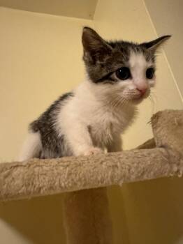 Rescue Domestic Short Hair Cats for Adoption in Parkville, Maryland - Gillette | PetCurious