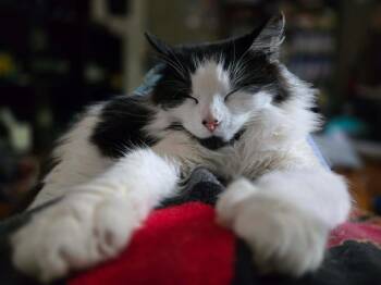 Jasper -  Domestic Long Hair Cat for Adoption in Augusta, Georgia - Jasper | PetCurious