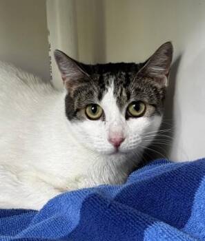 Domestic Short Hair Cats Available for Adoption in Honolulu, Hawaii - Purrina | PetCurious