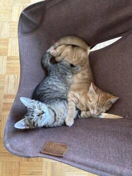 Nutella -  Domestic Short Hair Cat for Adoption in Montreal, Quebec - Nutella | PetCurious