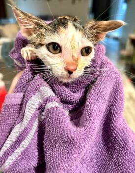 Raleigh -  Domestic Short Hair Cat for Adoption in Houston, Texas - Raleigh | PetCurious