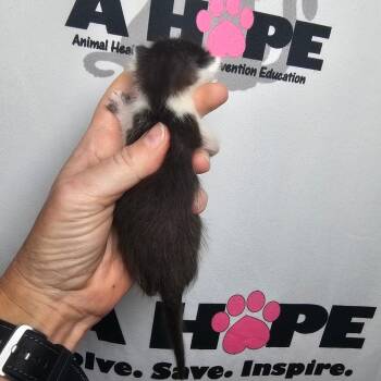 Sir Splotch -  American Shorthair and Domestic Short Hair Cat for Adoption in Milton, Florida - Sir Splotch | PetCurious