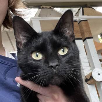 Domestic Short Hair Cats Available for Adoption in Chicago, Illinois - Gatta Bella | PetCurious