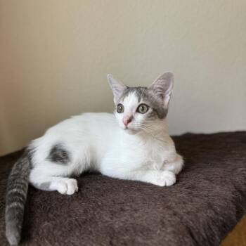 Domestic Short Hair Cats Available for Adoption in San Antonio, Texas - Nova | PetCurious