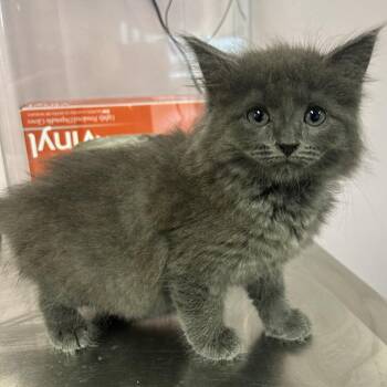 Dust Bunny -  Domestic Short Hair Cat for Adoption in Binghamton, New York - Dust Bunny | PetCurious