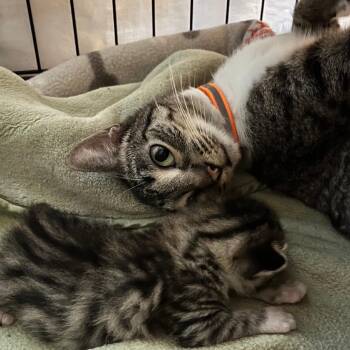 Misty -  Domestic Short Hair Cat for Adoption in Normal, Illinois - Misty | PetCurious