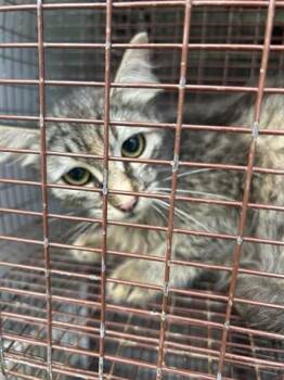 Domestic Short Hair Cats Available for Adoption in Houston, Texas - A654891 | PetCurious