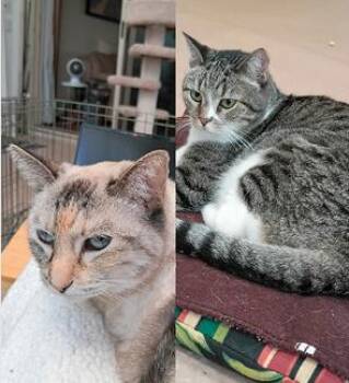 Phoebe & Harley (Bonded Pair) -  Domestic Short Hair Cat for Adoption in Encinitas, California - Phoebe & Harley (Bonded Pair) | PetCurious