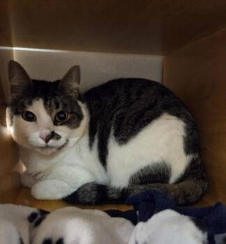 Domestic Short Hair Cats Available for Adoption - Arcana | PetCurious