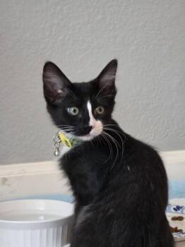 Berlioz Debelder -  Domestic Short Hair and Tuxedo Cat for Adoption in Chandler, Arizona - Berlioz Debelder | PetCurious