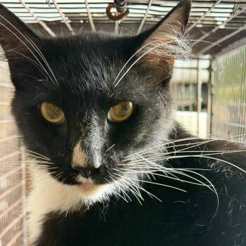 MCord -  Domestic Short Hair Cat for Adoption in Birmingham, Alabama - MCord | PetCurious