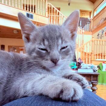 American Shorthair Cats Available for Adoption in Boerne, Texas - Baker Street | PetCurious