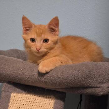 Crispin -  Domestic Medium Hair Cat for Adoption in Port Richey, Florida - Crispin | PetCurious
