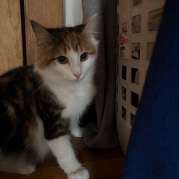 Bella -  Domestic Long Hair Cat for Adoption in Quakertown, Pennsylvania - Bella | PetCurious