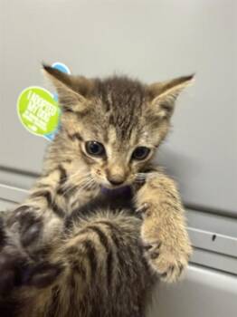 Domestic Short Hair Cats Available for Adoption in Doral, Florida - TOFU | PetCurious