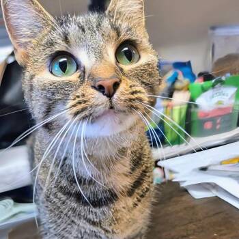 Remi- Best Friends with Maple -  Domestic Short Hair Cat for Adoption in West Jefferson, Ohio - Remi- Best Friends With Maple | PetCurious