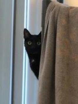 Moon -  Domestic Short Hair Cat for Adoption in Denton, Texas - Moon | PetCurious