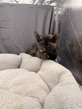 NORA -  Domestic Short Hair Cat for Adoption in Grovetown, Georgia - NORA | PetCurious