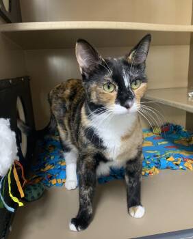 Harley & Hunter -  Domestic Short Hair Cat for Adoption in Bisbee, Arizona - Harley & Hunter | PetCurious