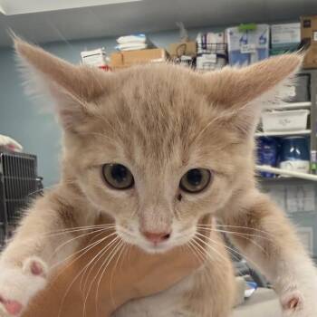 Toffee -  Domestic Short Hair Cat for Adoption in Wheeling, Illinois - Toffee | PetCurious