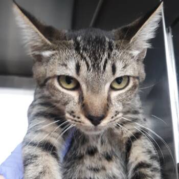 Maggie -  Domestic Short Hair Cat for Adoption in Spokane, Washington - Maggie | PetCurious