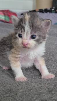 Domestic Short Hair Cats Available for Adoption in Fayetteville, Arkansas - Barbaloot | PetCurious