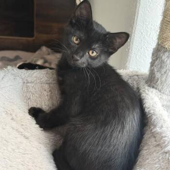Bombay Cats Available for Adoption in Coral Gables, Florida - Paris | PetCurious