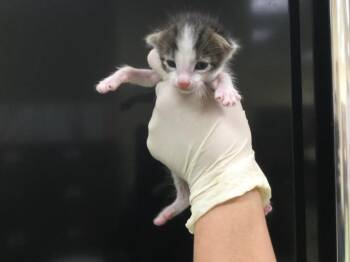 A1927832 -  Domestic Short Hair Cat for Adoption in Thousand Palms, California - A1927832 | PetCurious