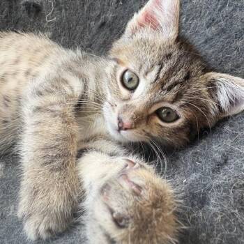 Karma -  Domestic Short Hair Cat for Adoption in Belleville, Illinois - Karma | PetCurious