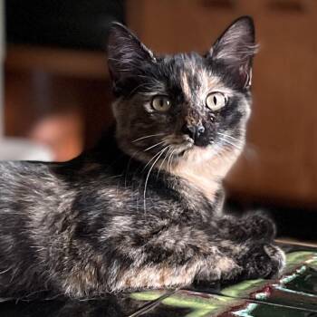 Duquesa -  Domestic Short Hair Cat for Adoption in Walden, New York - Duquesa | PetCurious