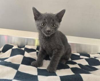 Rowan -  Domestic Short Hair Cat for Adoption in Dickson, Tennessee - Rowan | PetCurious