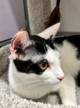 Domestic Short Hair Cats Available for Adoption in Greenville, Delaware - Cookie (FCID# 04/08/2026 - 29 Brookhaven PS) | PetCurious