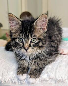 Petunia26 -  Domestic Medium Hair Cat Available for Adoption in Youngsville, North Carolina - Petunia26 | PetCurious