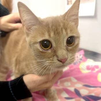 Domestic Short Hair Cats Available for Adoption in Austin, Texas - Buffy | PetCurious