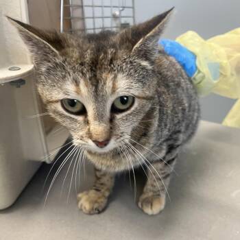 Domestic Short Hair Cats Available for Adoption in Oak Park, Illinois - Sydney | PetCurious