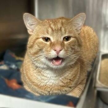 Domestic Short Hair Cats Available for Adoption in Davenport, Iowa - Triple Dipper | PetCurious