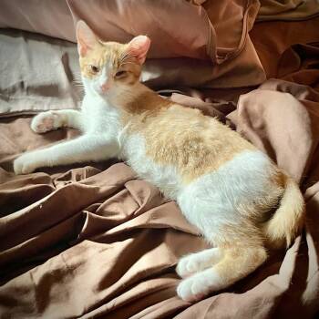 Babyface (Bonded with Peekaboo) -  Domestic Short Hair Cat for Adoption - Babyface (Bonded With Peekaboo) | PetCurious