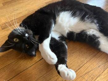 Tuxedo Cats Available for Adoption - Charlie  | PetCurious