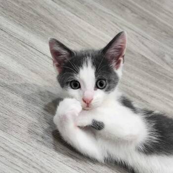 Raylan -  Domestic Short Hair Cat for Adoption in Valdosta, Georgia - Raylan | PetCurious