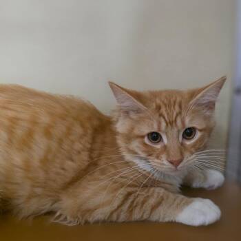 FlintFang -  Domestic Medium Hair Cat for Adoption in Chatham, Virginia - FlintFang | PetCurious